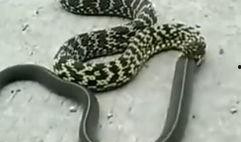 蛇视频,蛇视频深度解析